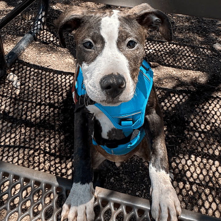 Meet Thunder photo tour
