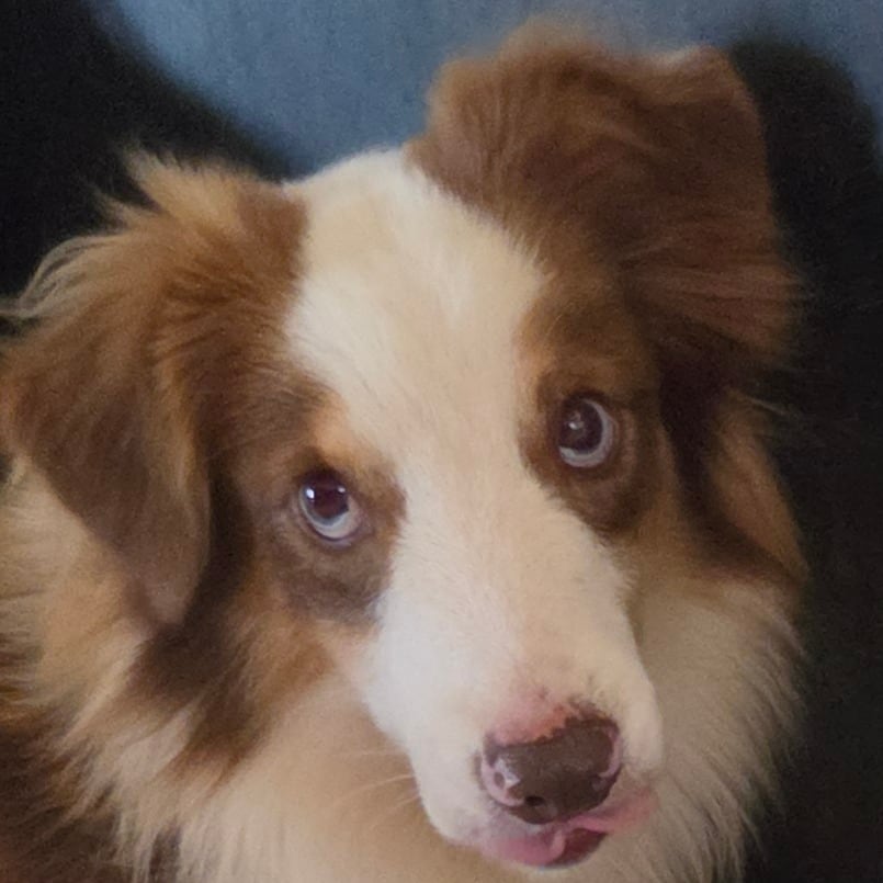 Meet Spade