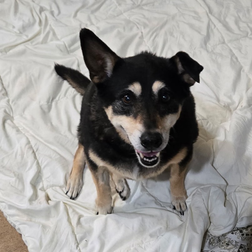 Meet Bella photo