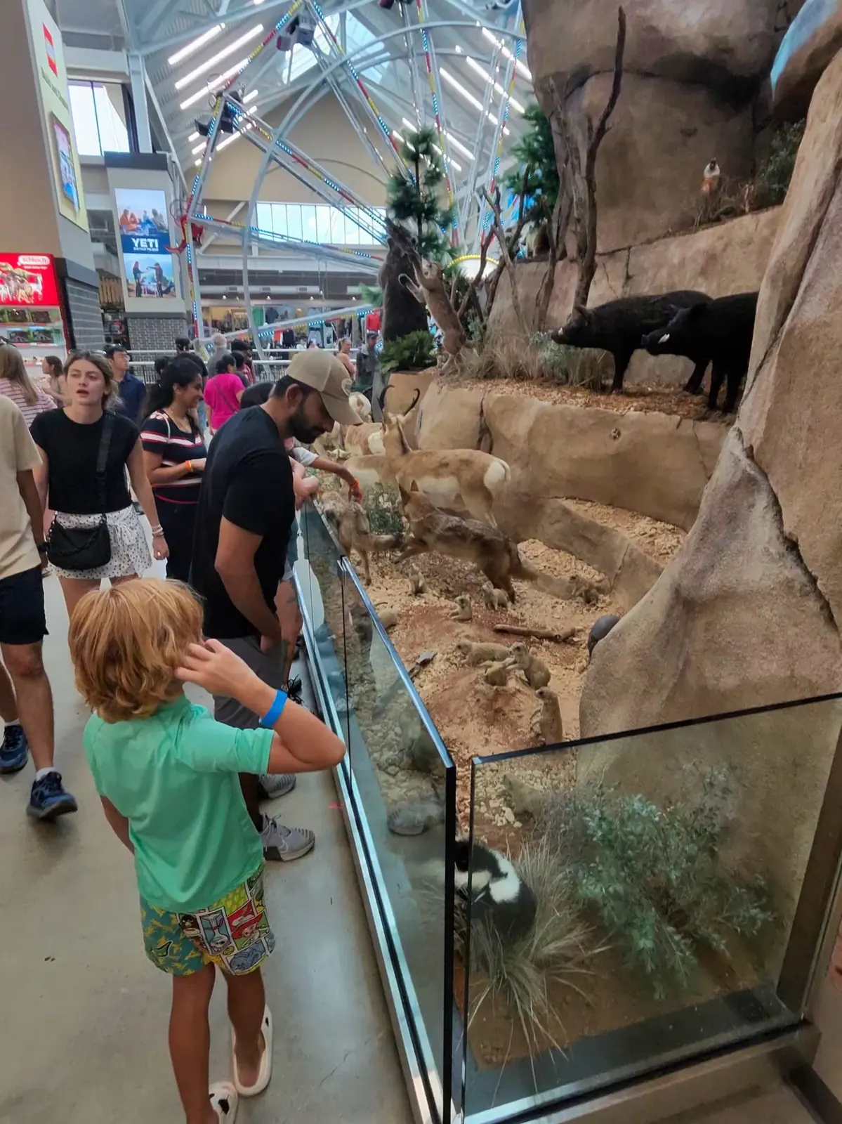 The wildlife display built into the center of Cedar Park SCHEELS